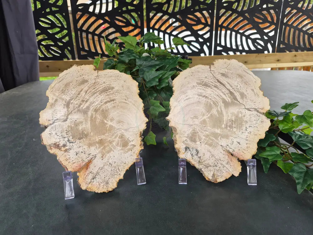 PETRIFIED WOOD SLAB SISTERS #13