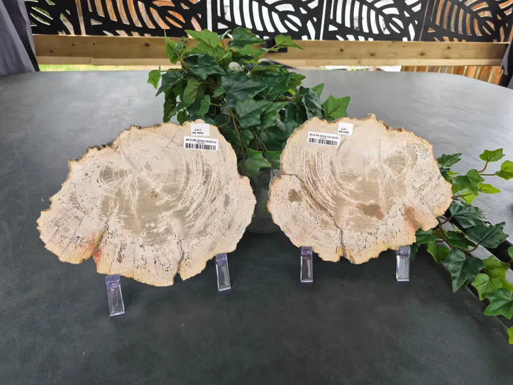 PETRIFIED WOOD SLAB SISTERS #13
