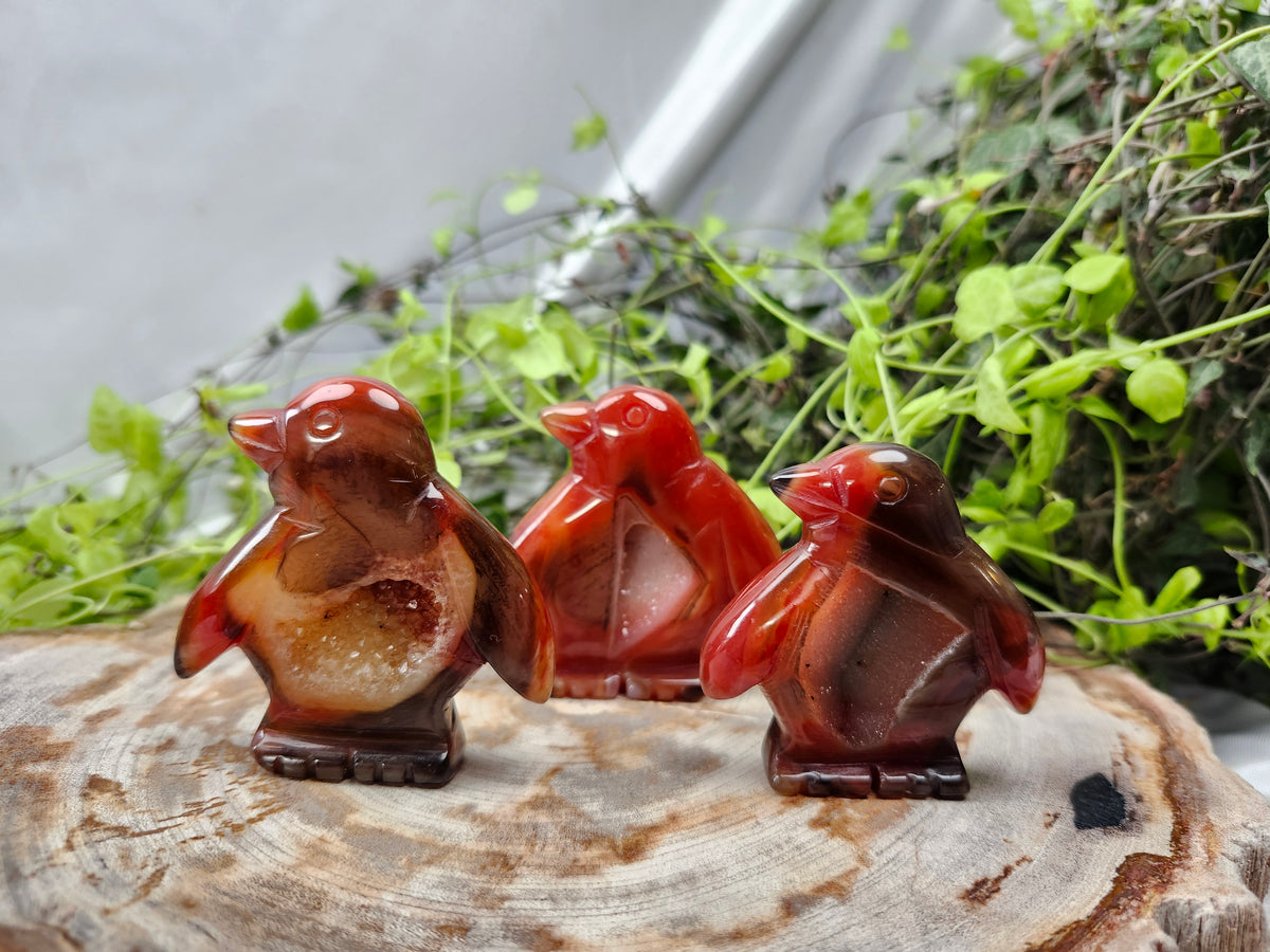 CARNELIAN PENGUIN