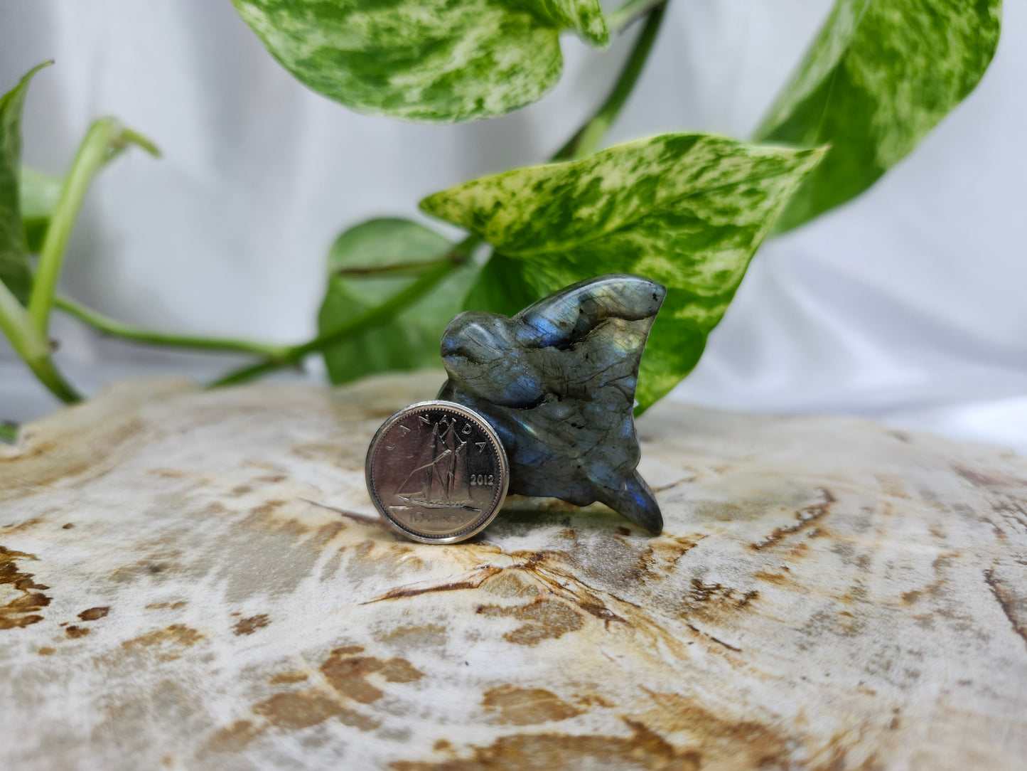 LABRADORITE STINGRAY