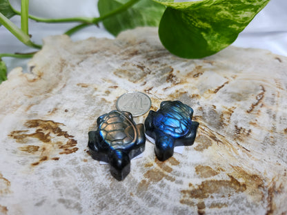 LABRADORITE FLASHY TURTLE