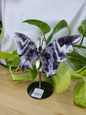 AMETHYST BUTTERFLY WINGS