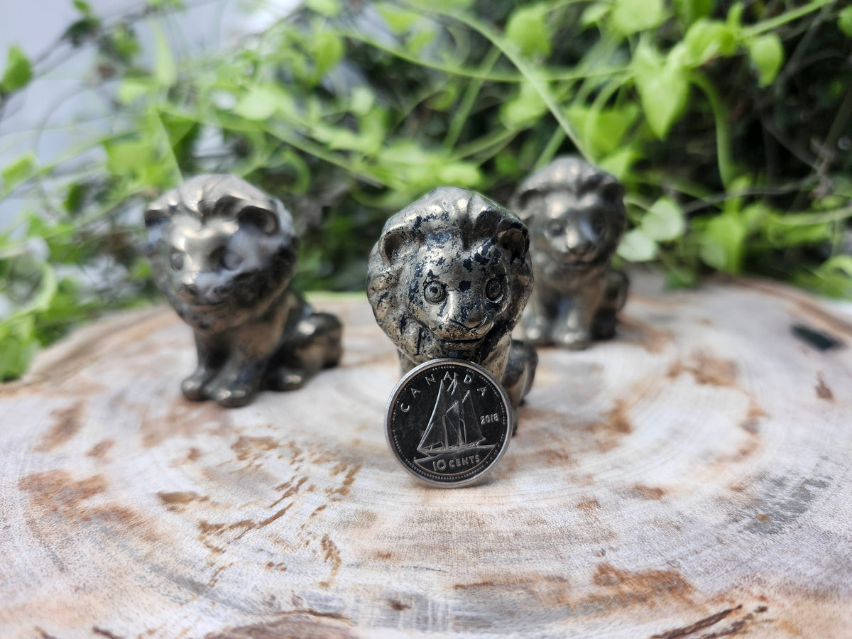 PYRITE LION
