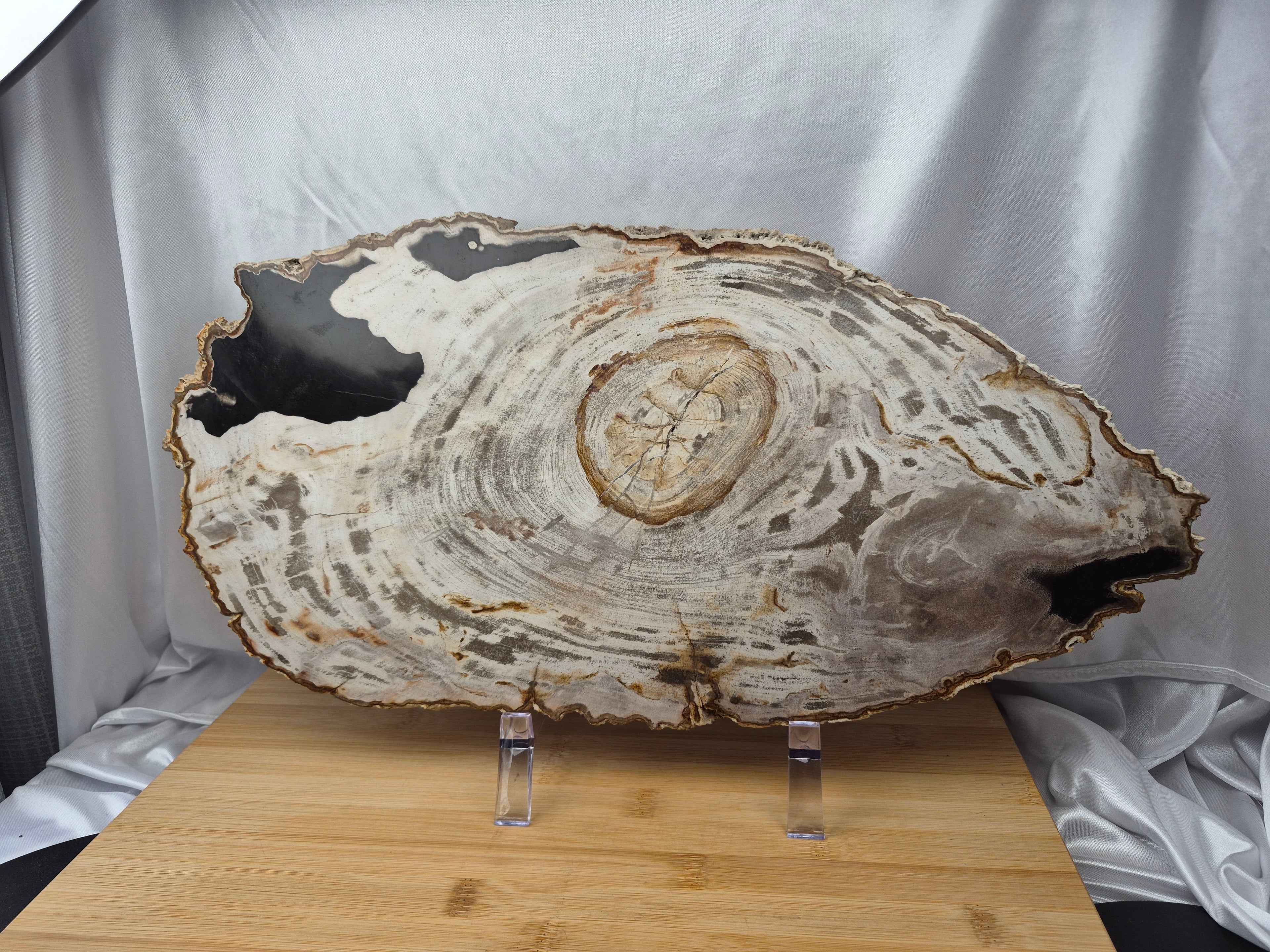 PETRIFIED WOOD SLAB 9