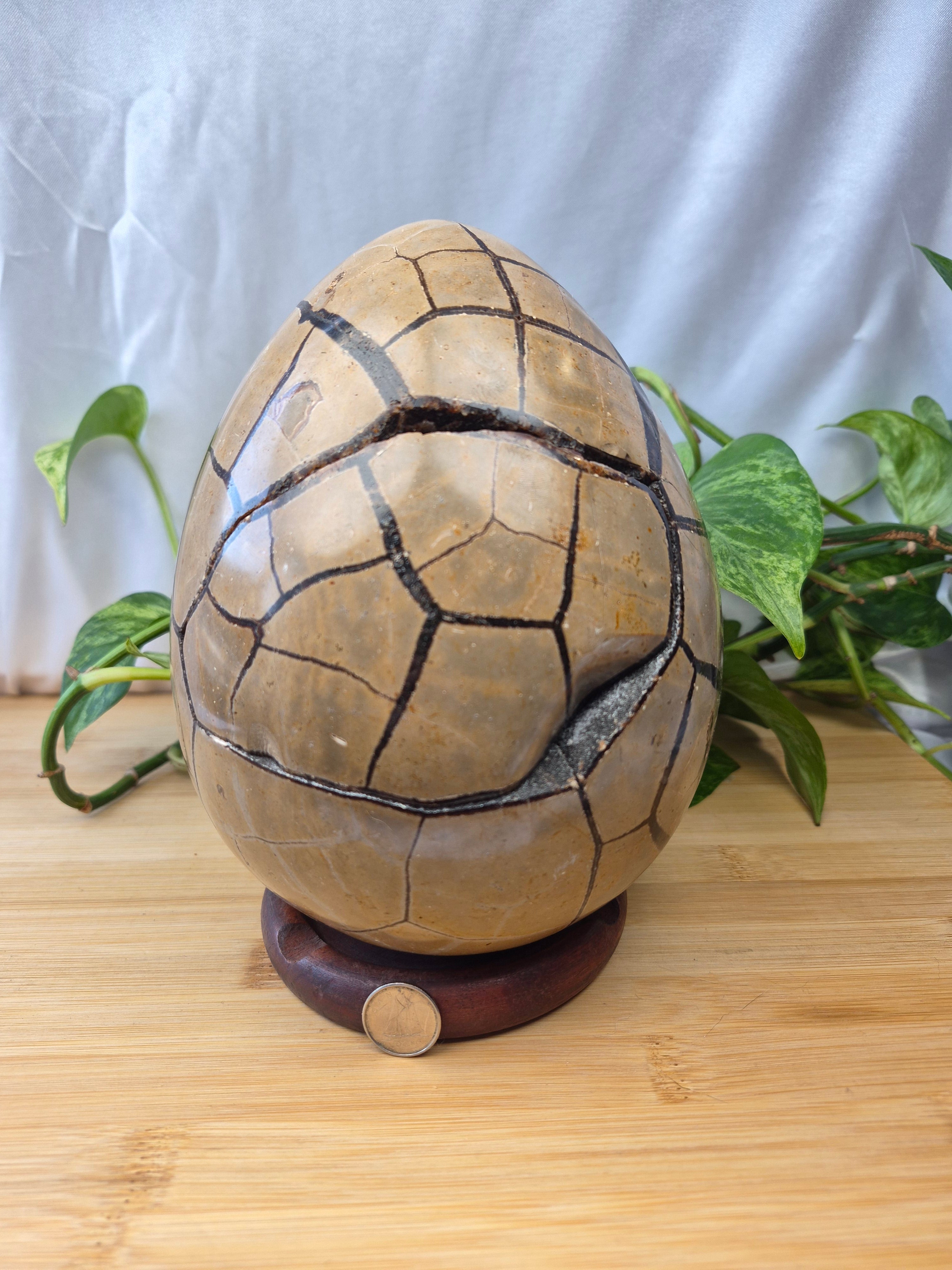 SEPTARIAN DRAGON EGG