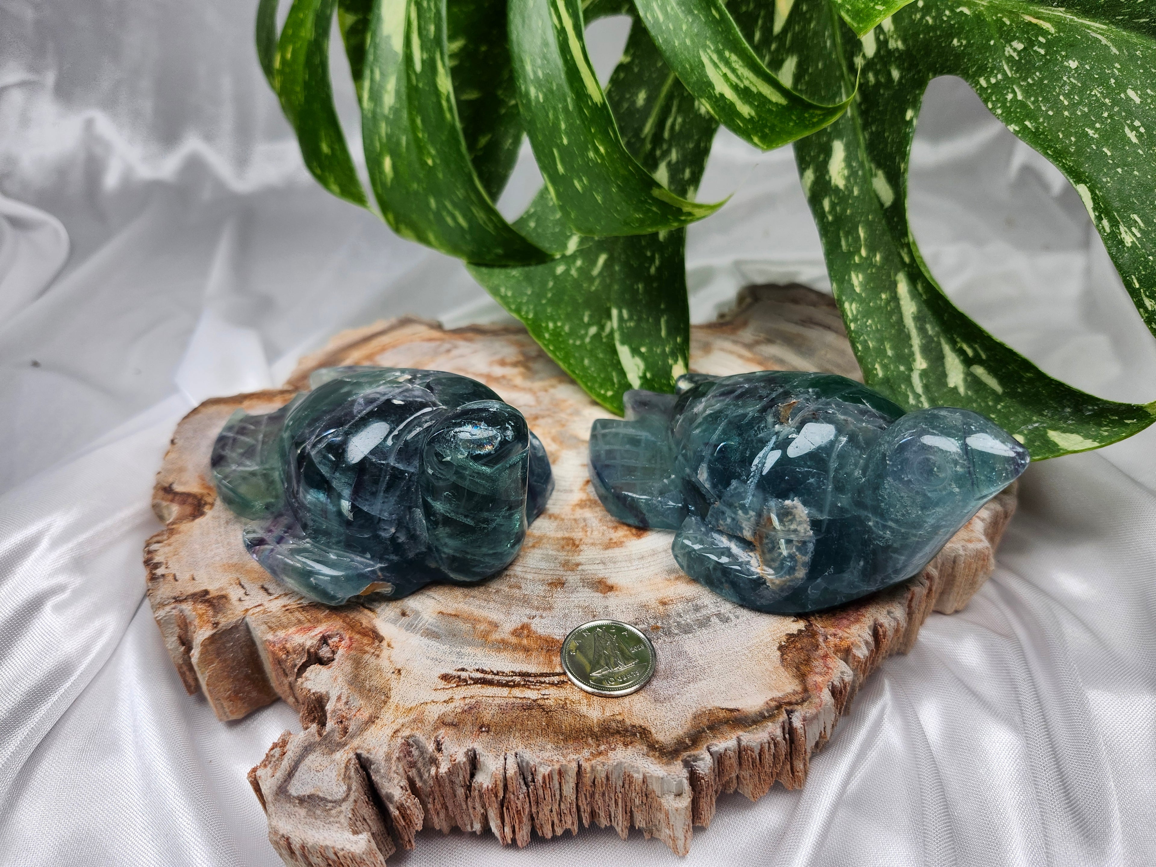 FLUORITE TURTLE