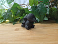 OBSIDIAN CYNDAQUIL