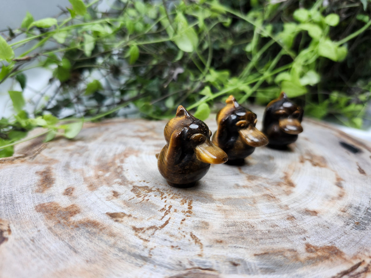 TIGERS EYE PSYDUCK