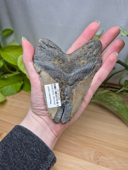 MEGALODON TOOTH XL