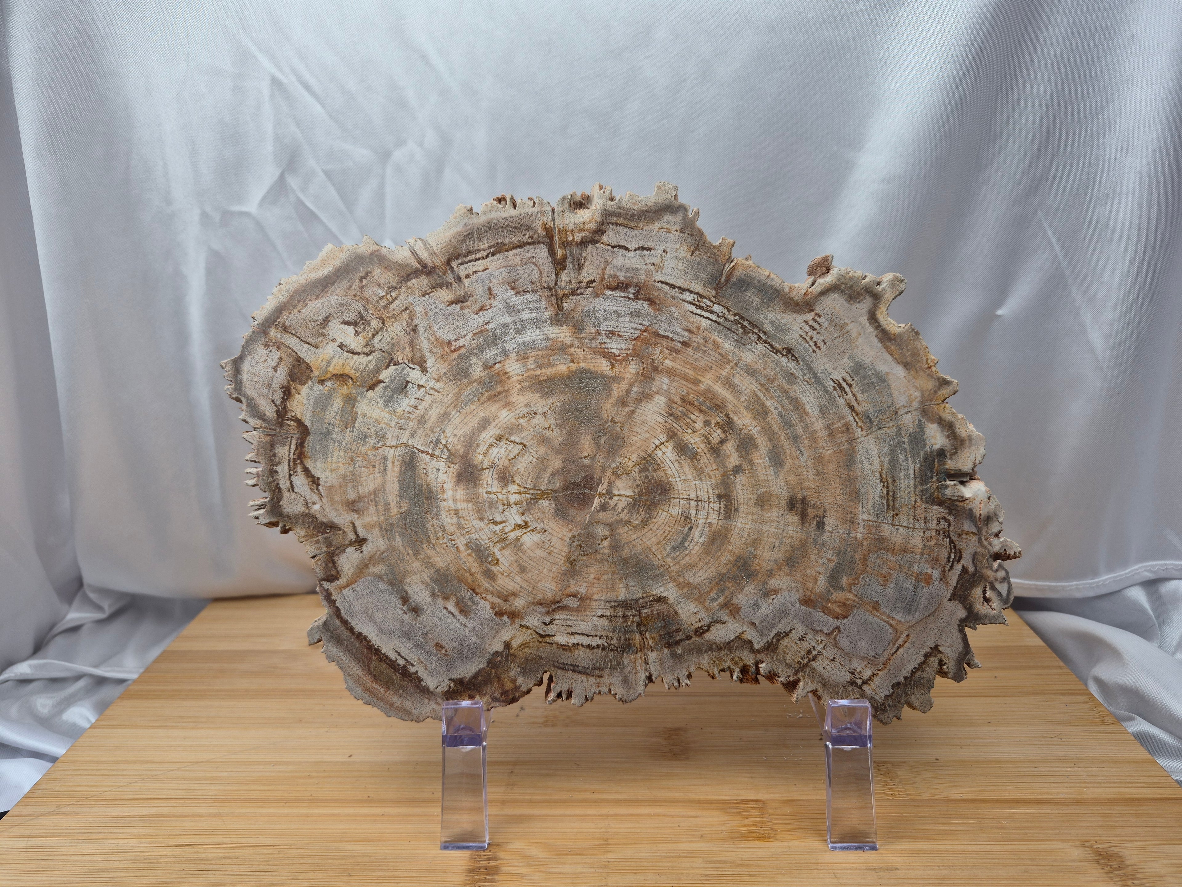 PETRIFIED WOOD SLAB 2