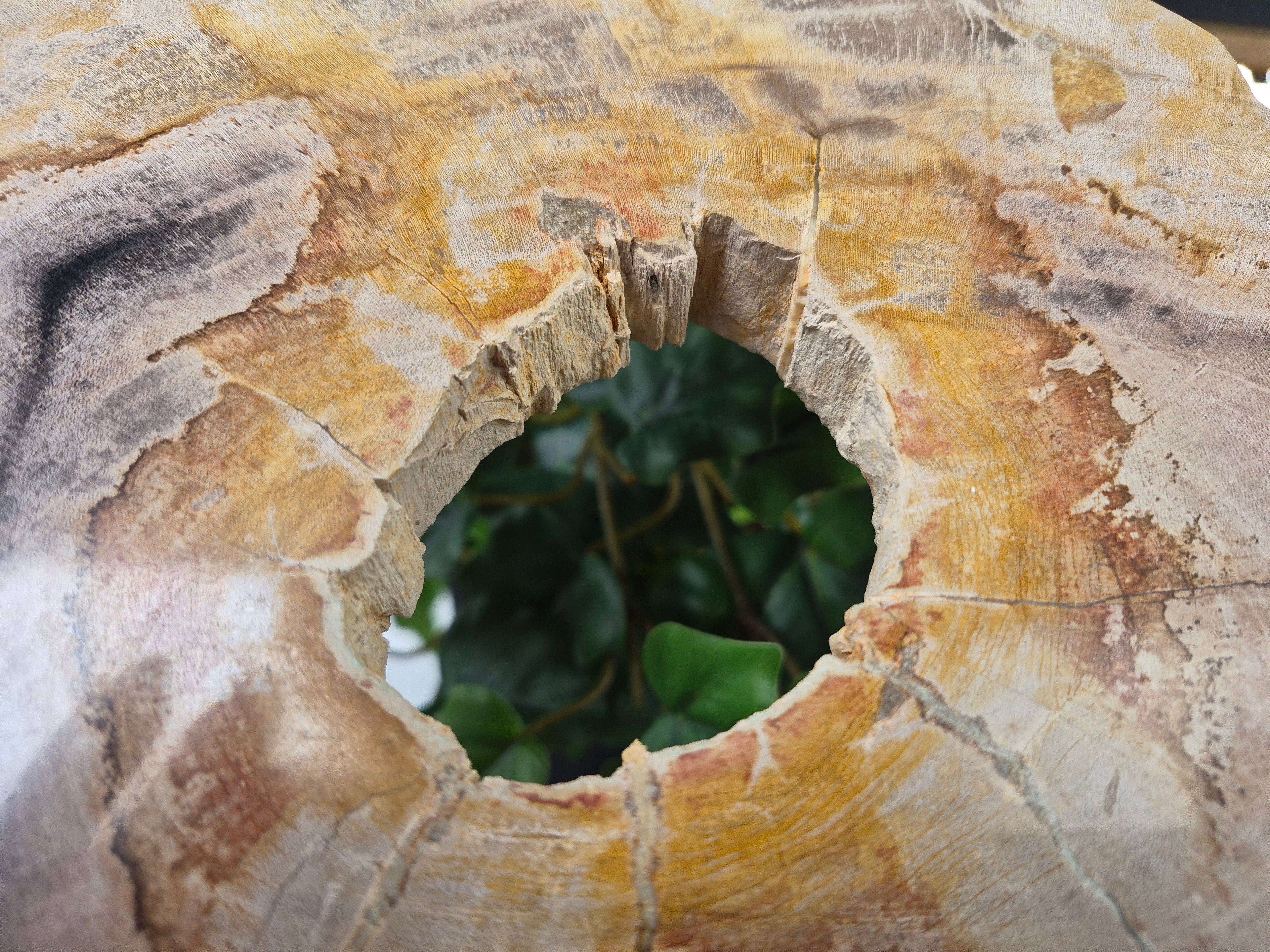 PETRIFIED WOOD SLAB #6