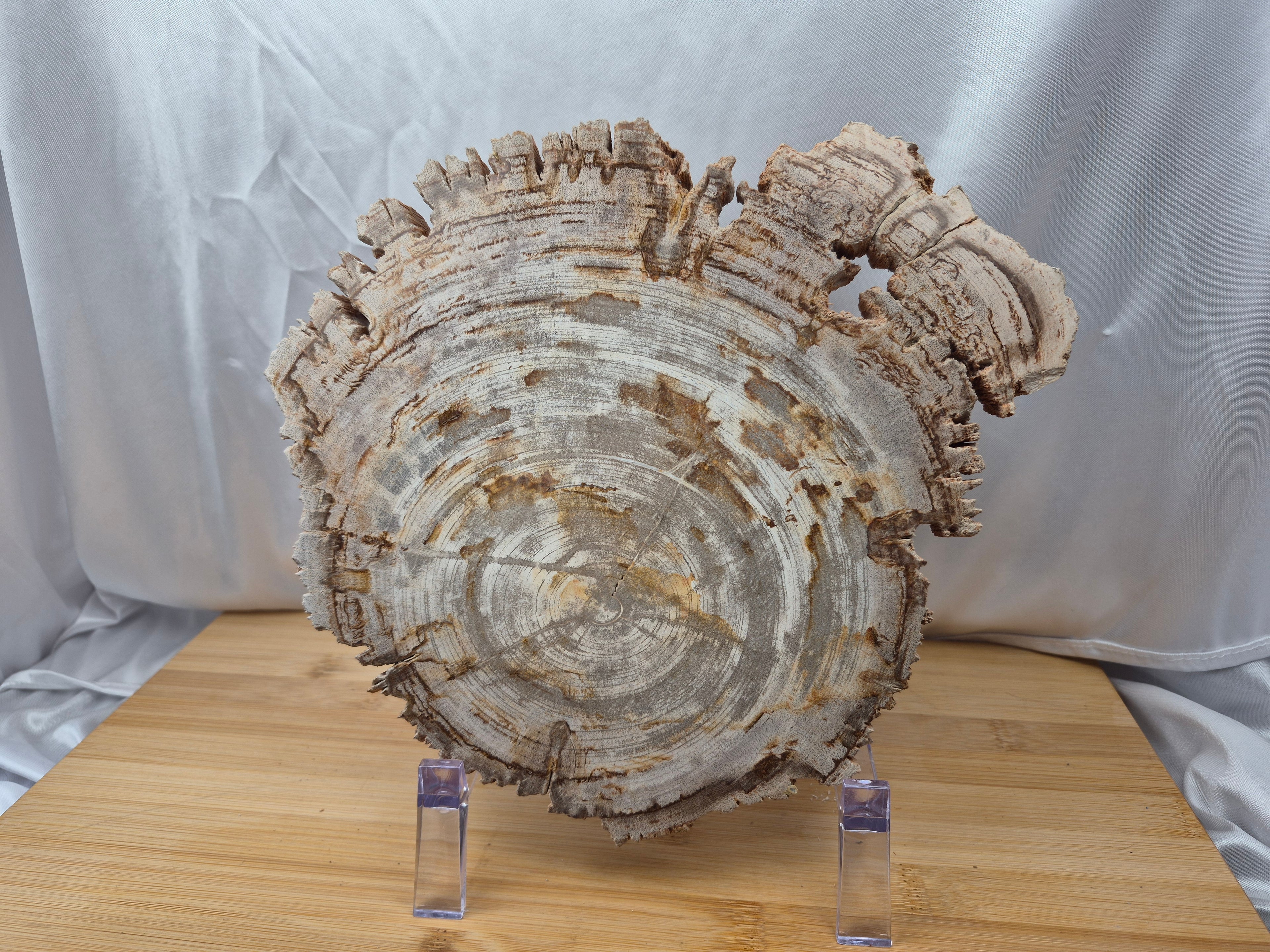 PETRIFIED WOOD SLAB 4