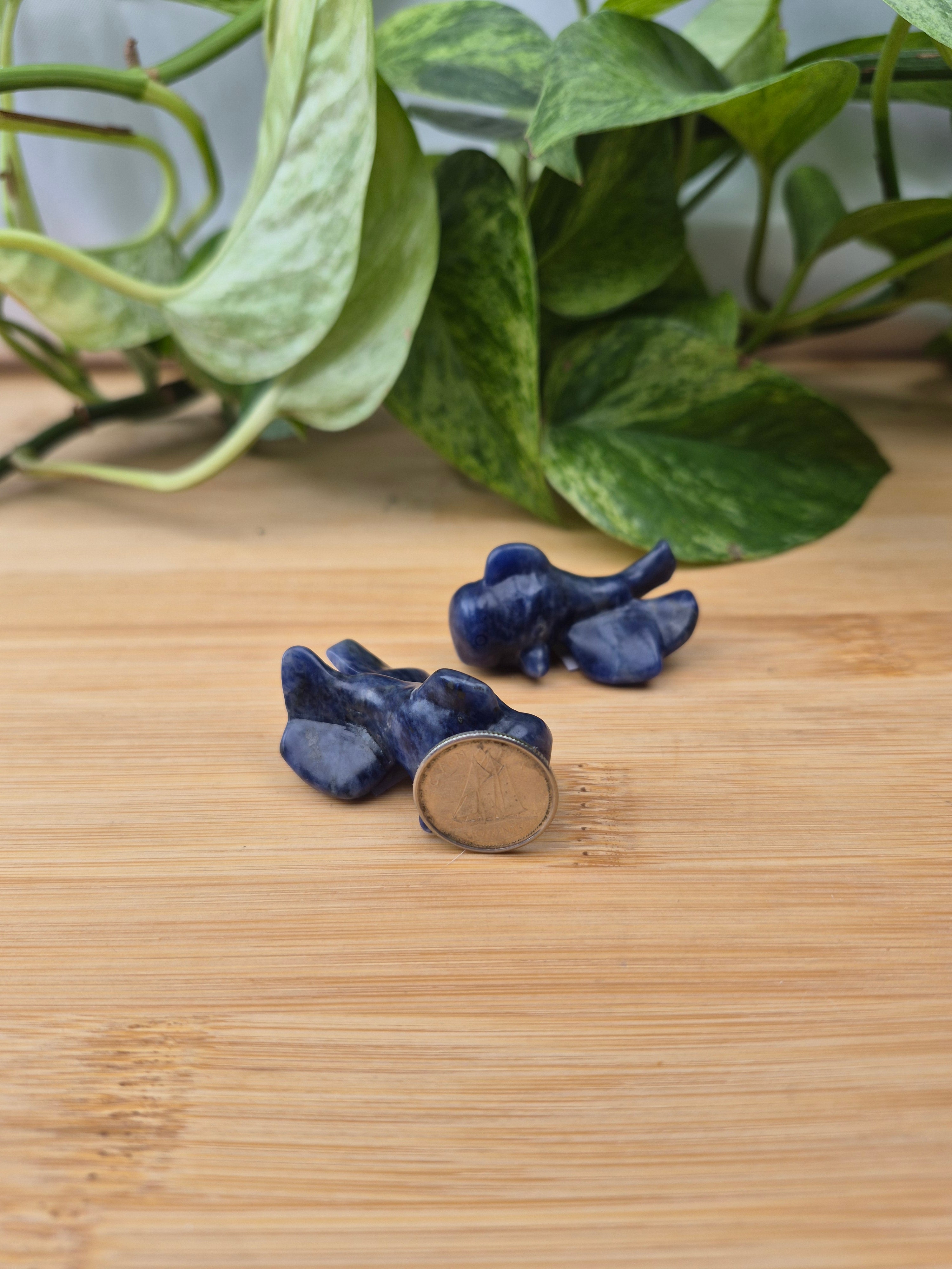 SODALITE GOLDFISH