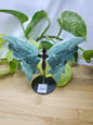 MOSS AGATE BUTTERFLY WINGS