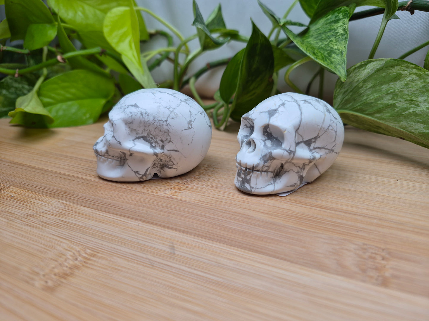 HOWLITE SKULL MD