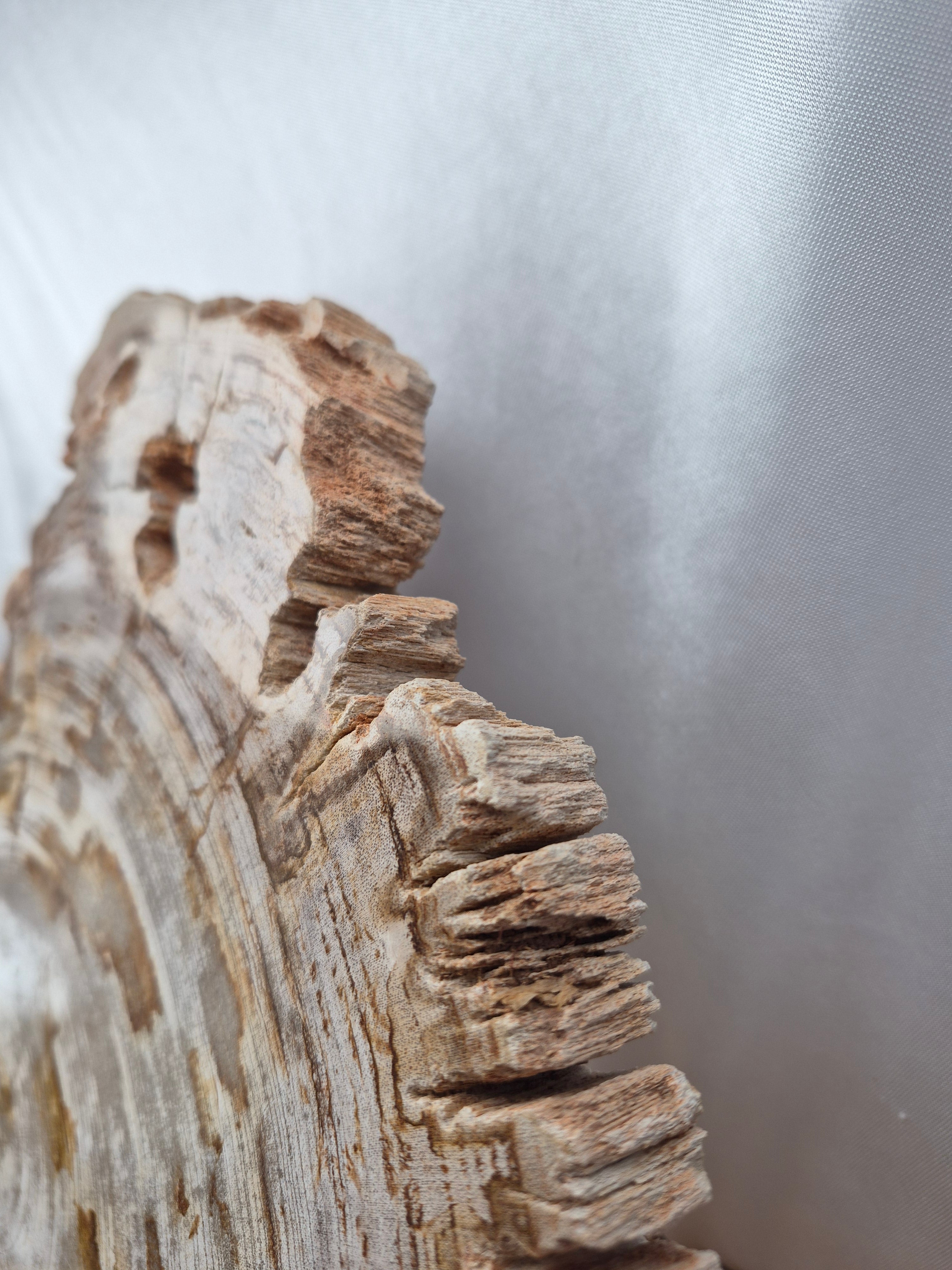 PETRIFIED WOOD SLAB 4