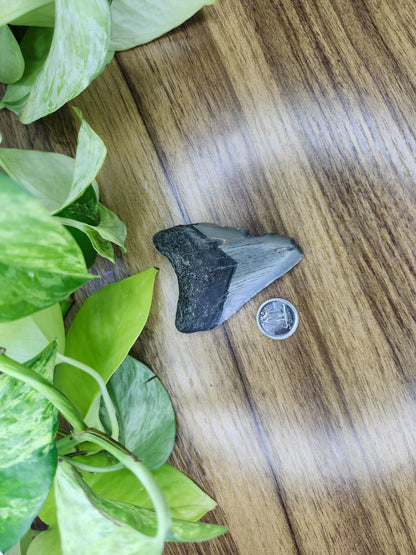 MEGALADON TOOTH