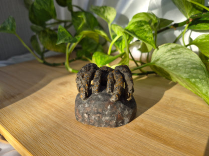 YOOPERLITE/LEOPARDITE TARANTULA