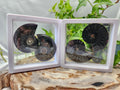 AMMONITE FOSSIL SLICE W/CASE