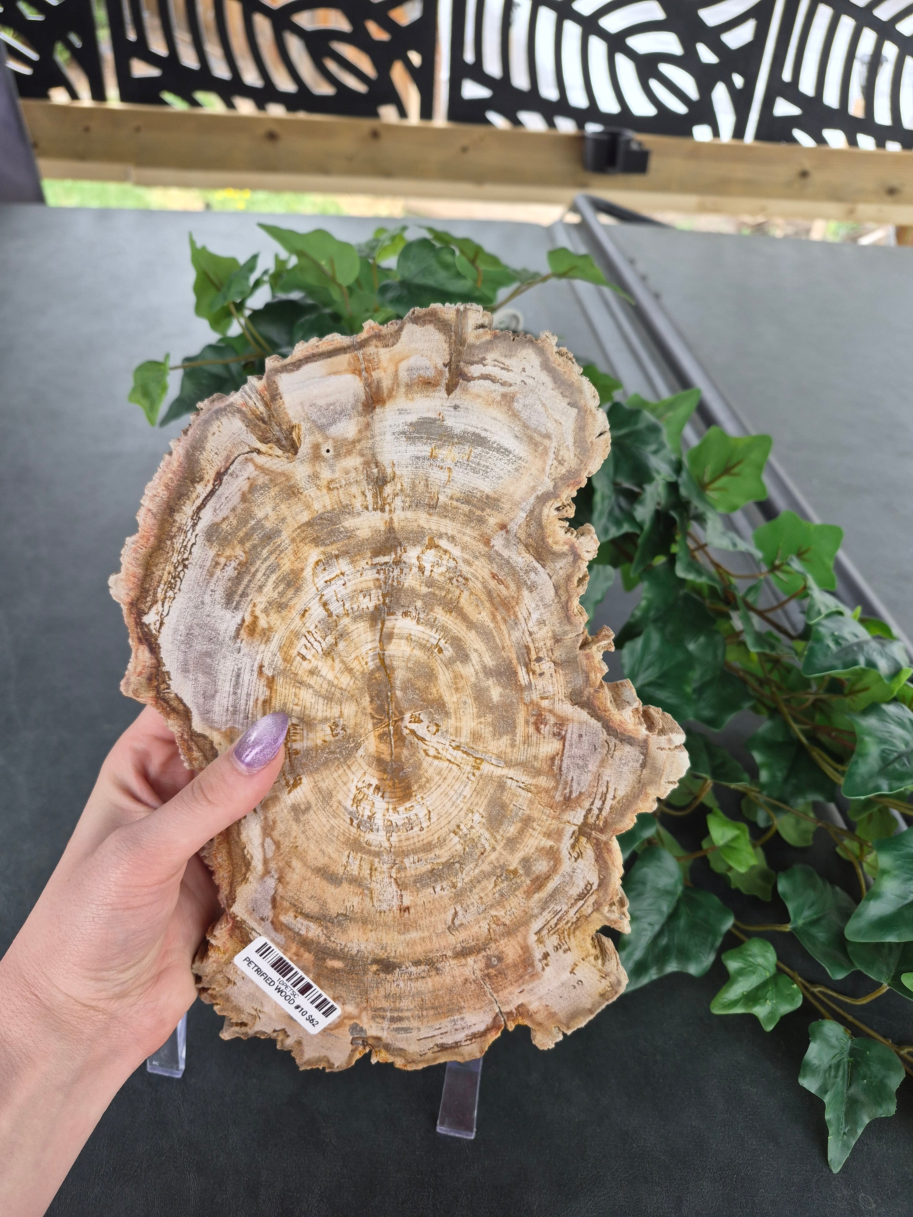 PETRIFIED WOOD SLAB #10