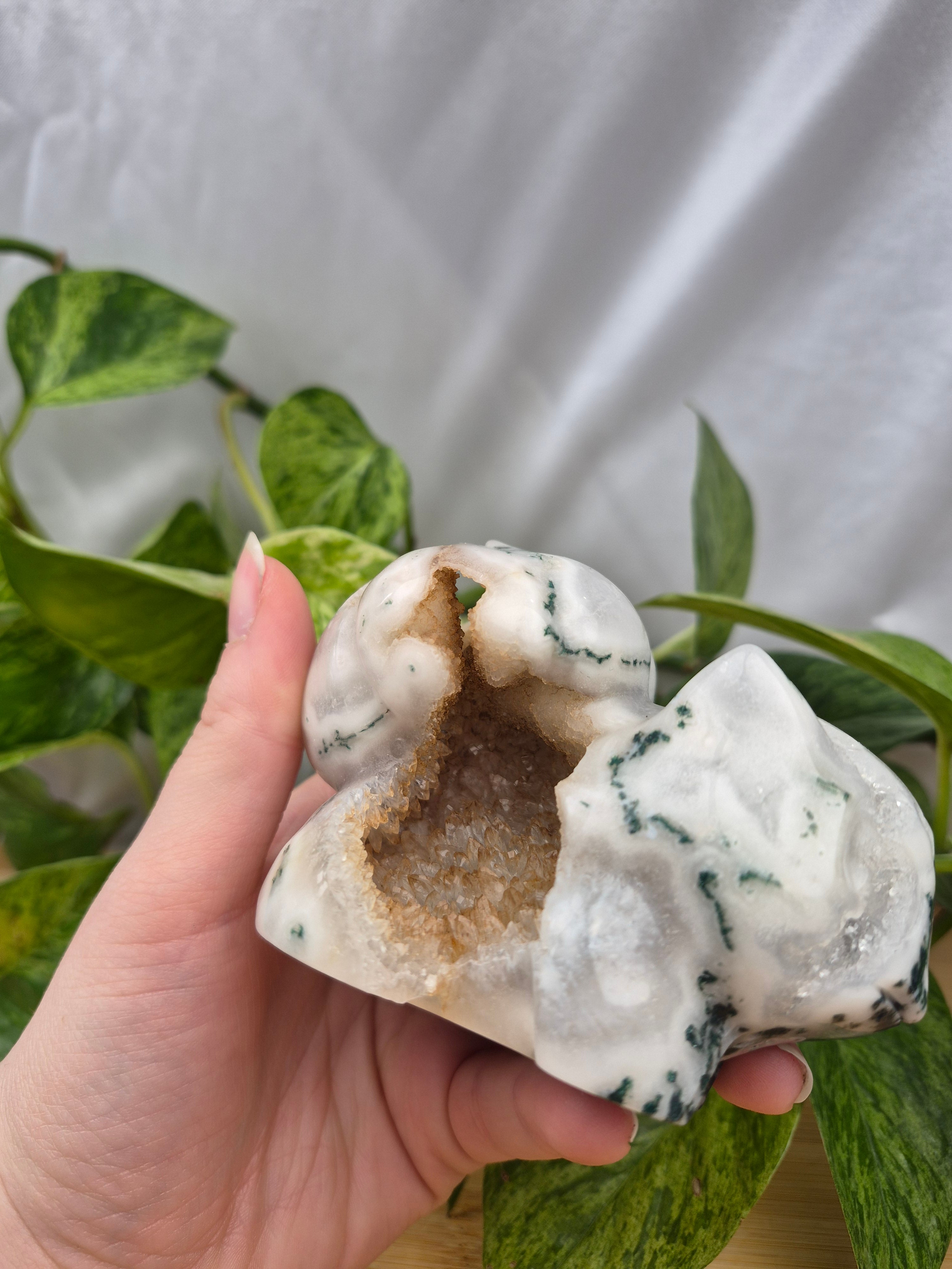 MOSS AGATE BULBASAUR XL