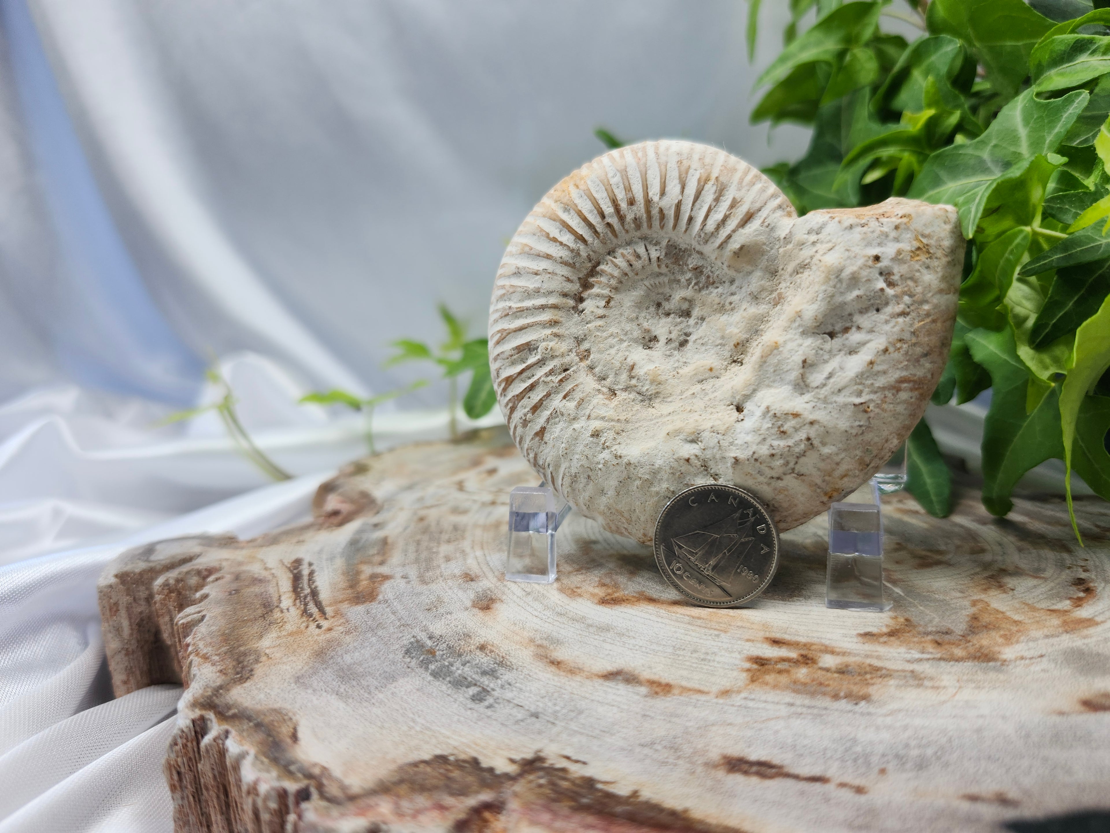 AMMONITE FOSSIL