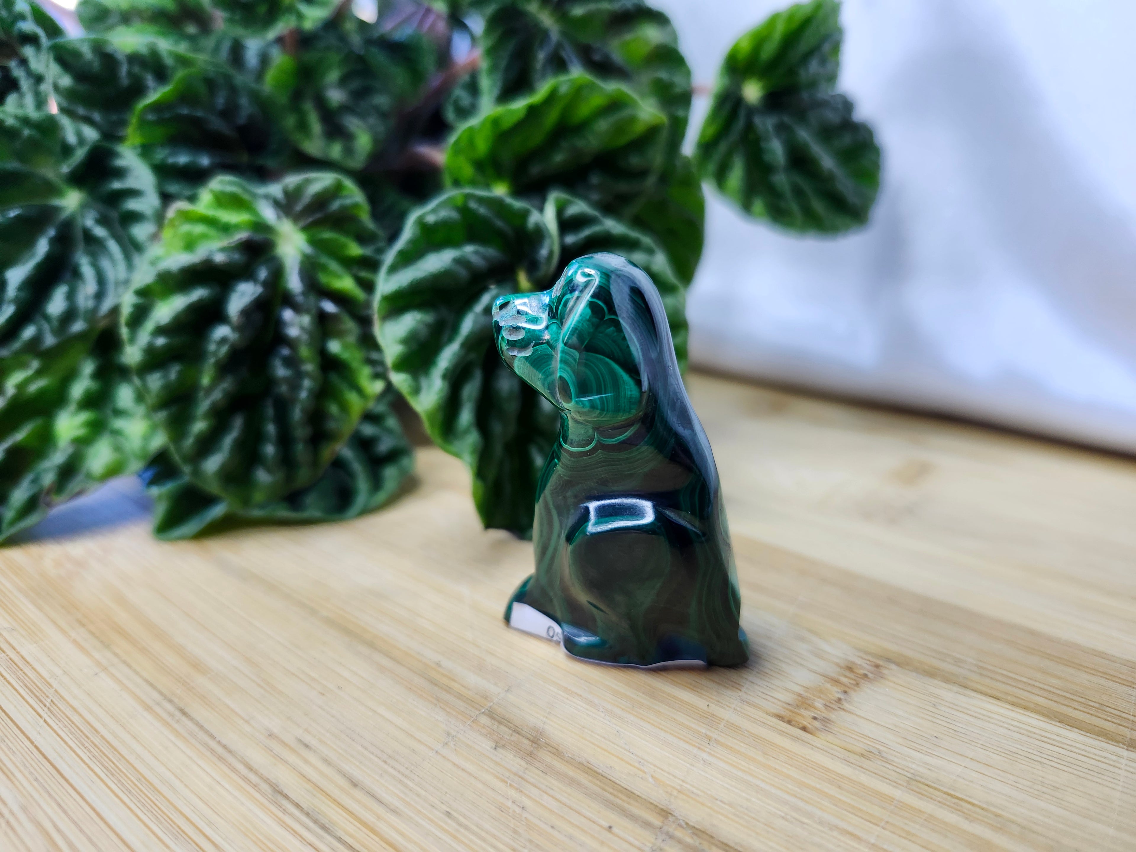 MALACHITE DOG