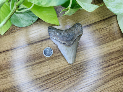 MEGALADON TOOTH