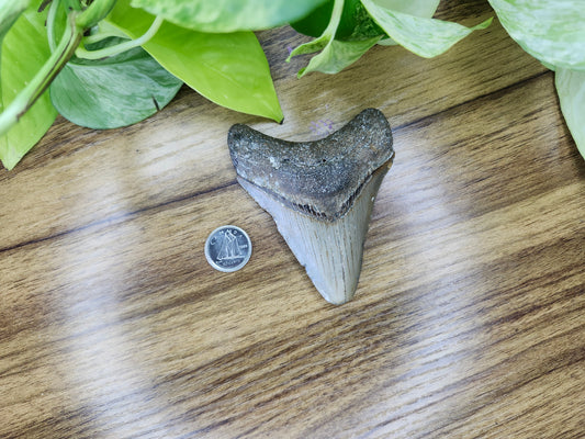 MEGALADON TOOTH