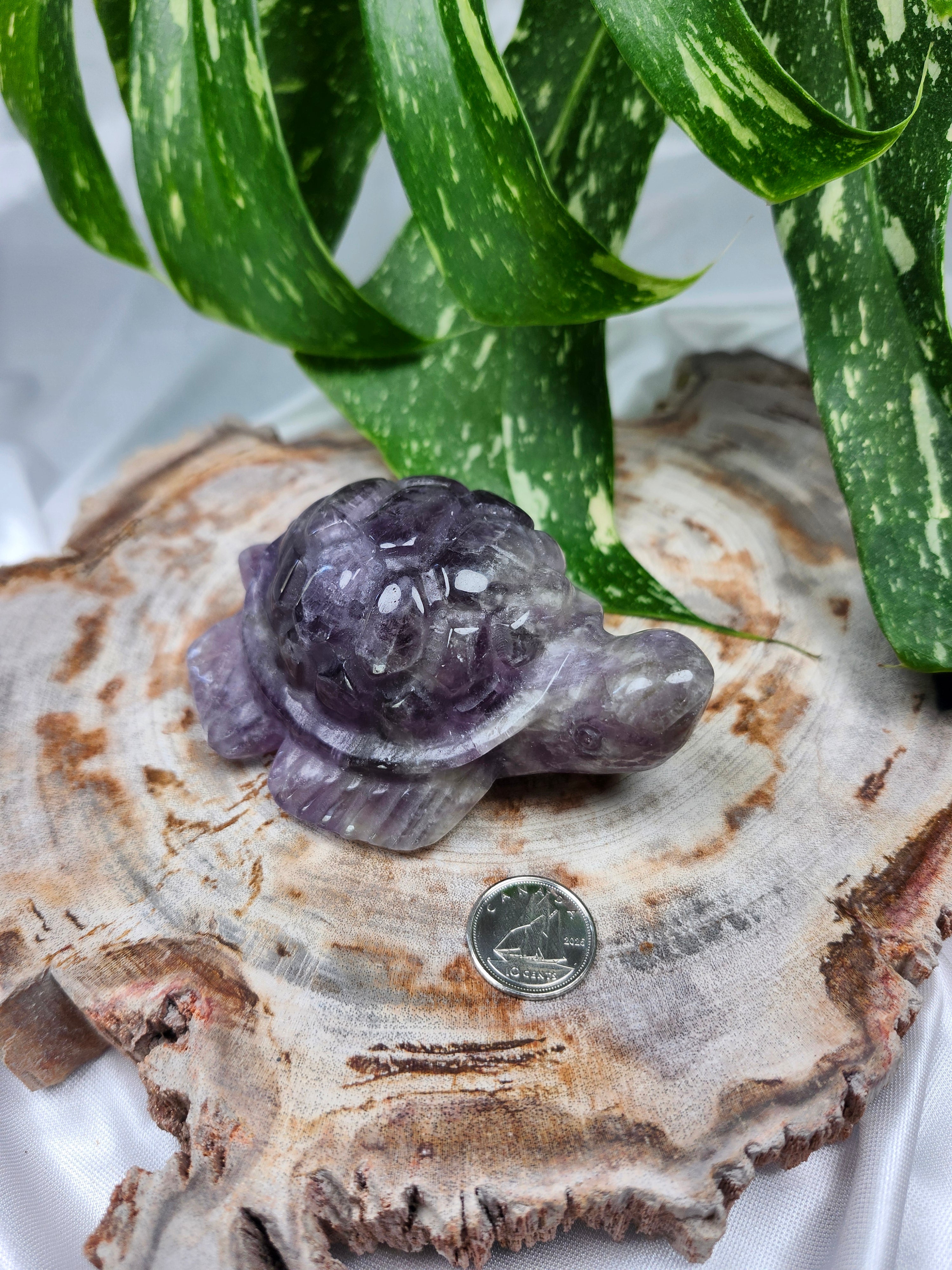 AMETHYST TURTLE