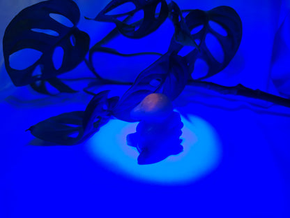 UV REACTIVE SODALITE CYNDAQUIL