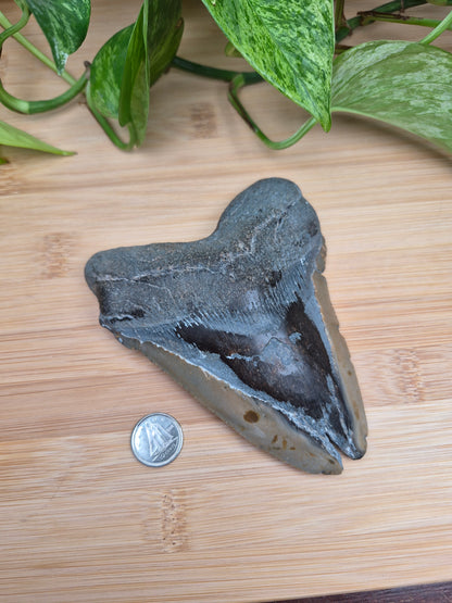 MEGALODON TOOTH XL