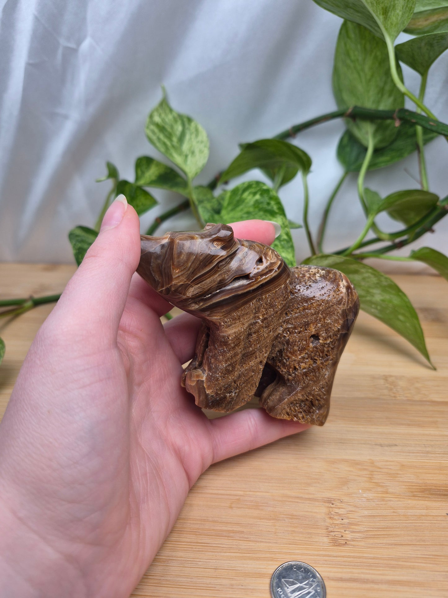 CHOCOLATE CALCITE MD BEAR