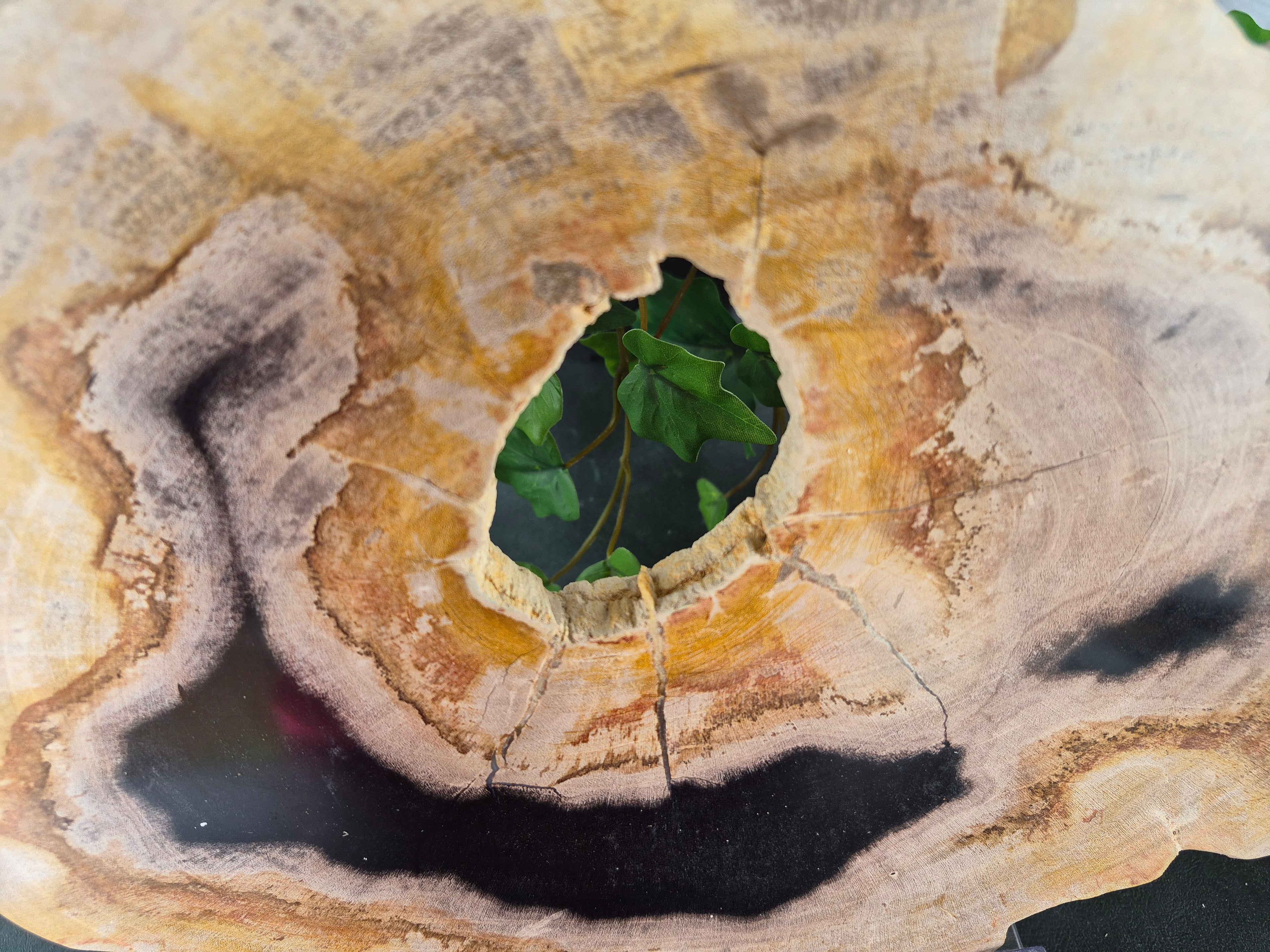 PETRIFIED WOOD SLAB #6