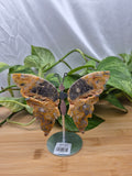 CRAZY LACE AGATE BUTTERFLY WINGS