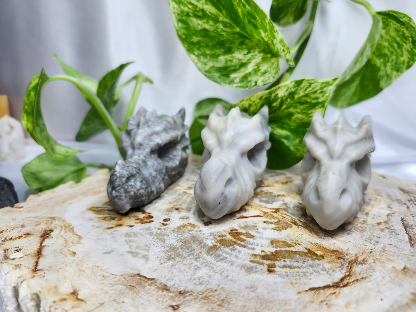 JASPER DRAGON HEAD