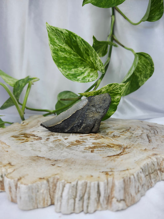 MEGALADON TOOTH #2