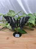 BLOODSTONE BUTTERFLY WINGS