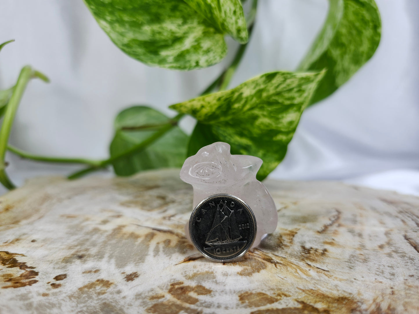 ROSE QUARTZ TOOTHLESS