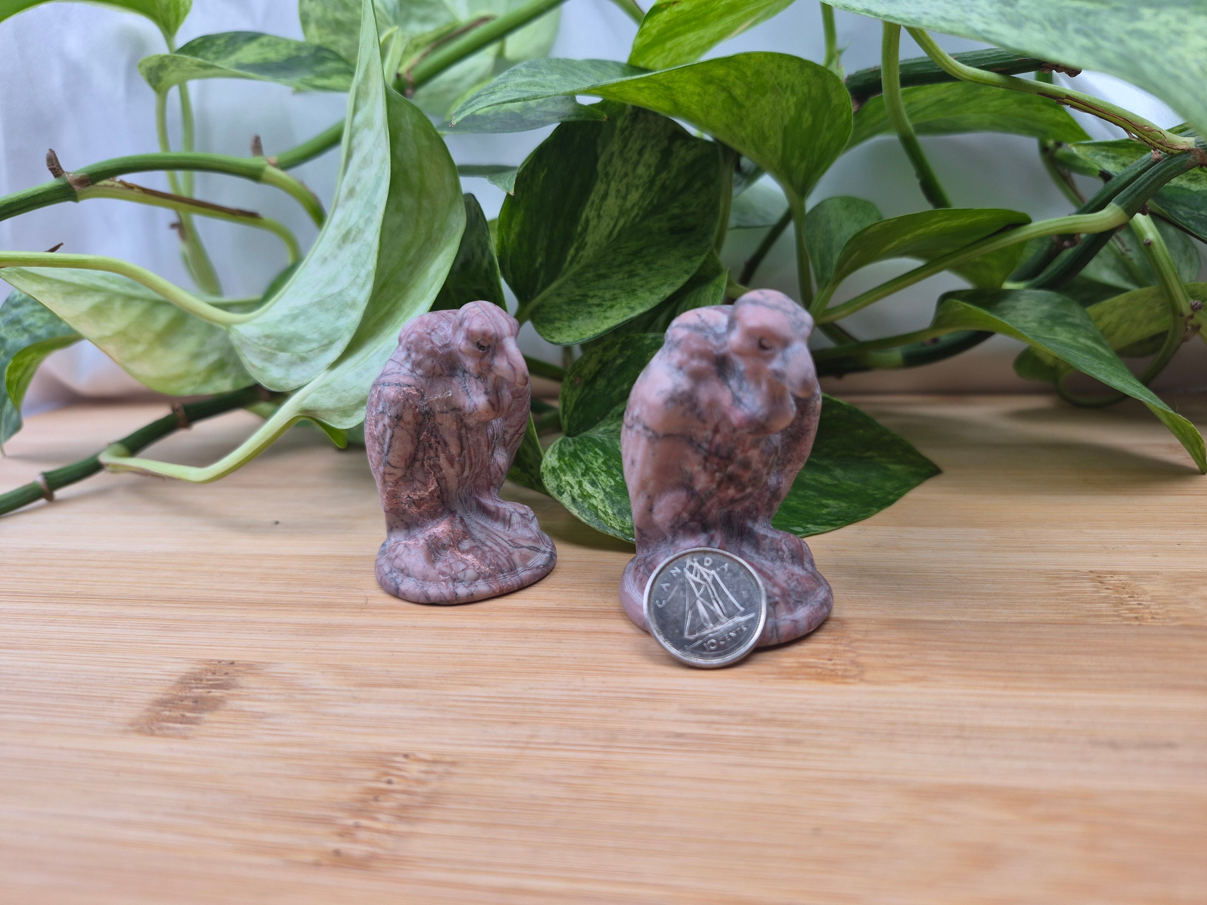 PICTURE JASPER TURKEY VULTURE