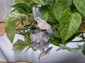 ROSE QUARTZ PARROT ON AMETHYST BASE