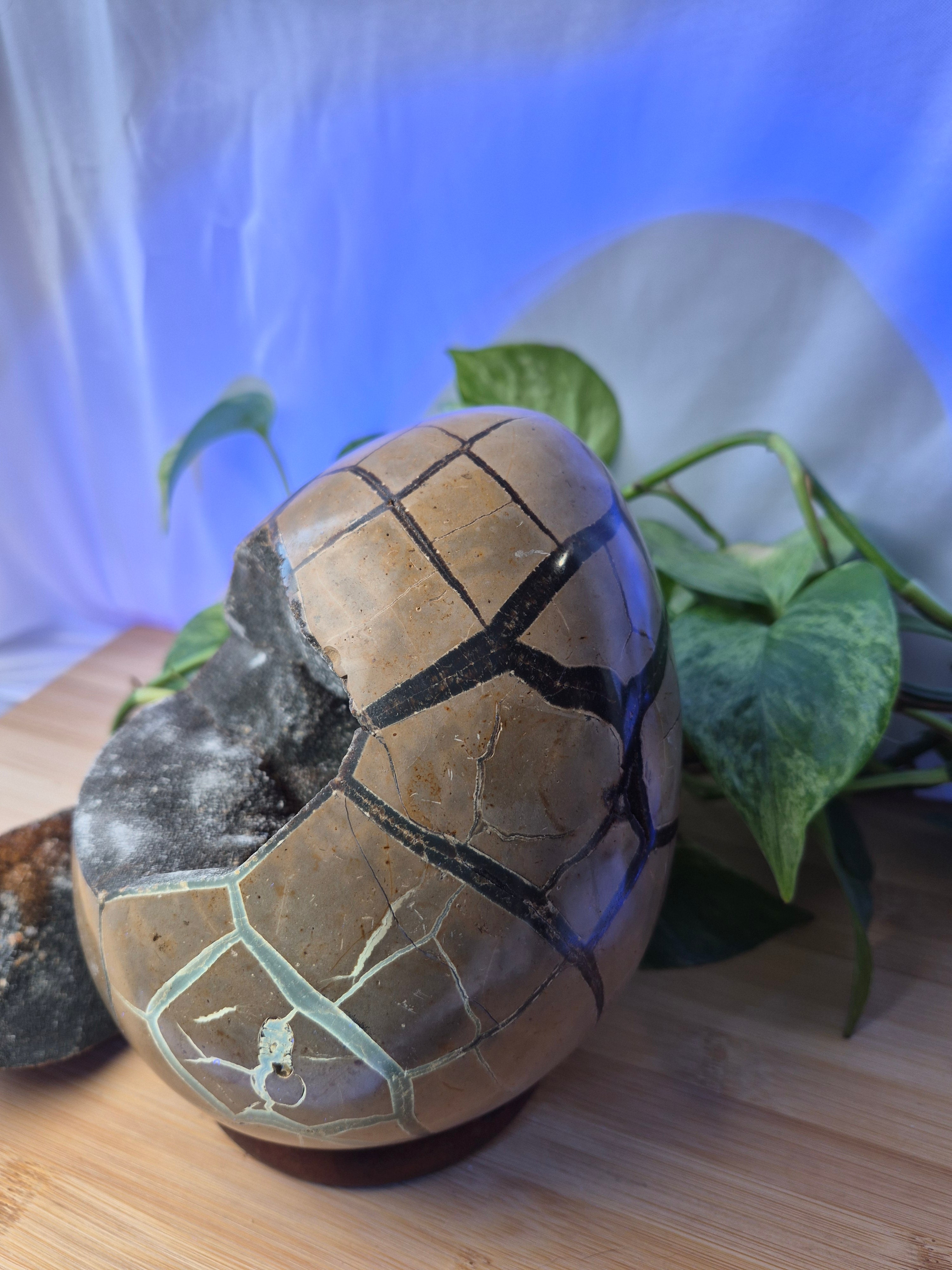 SEPTARIAN DRAGON EGG