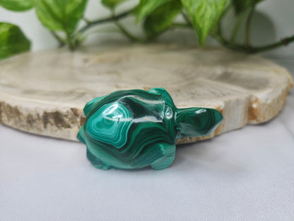 MALACHITE TURTLE