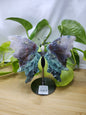 MOSS AGATE BUTTERFLY WINGS