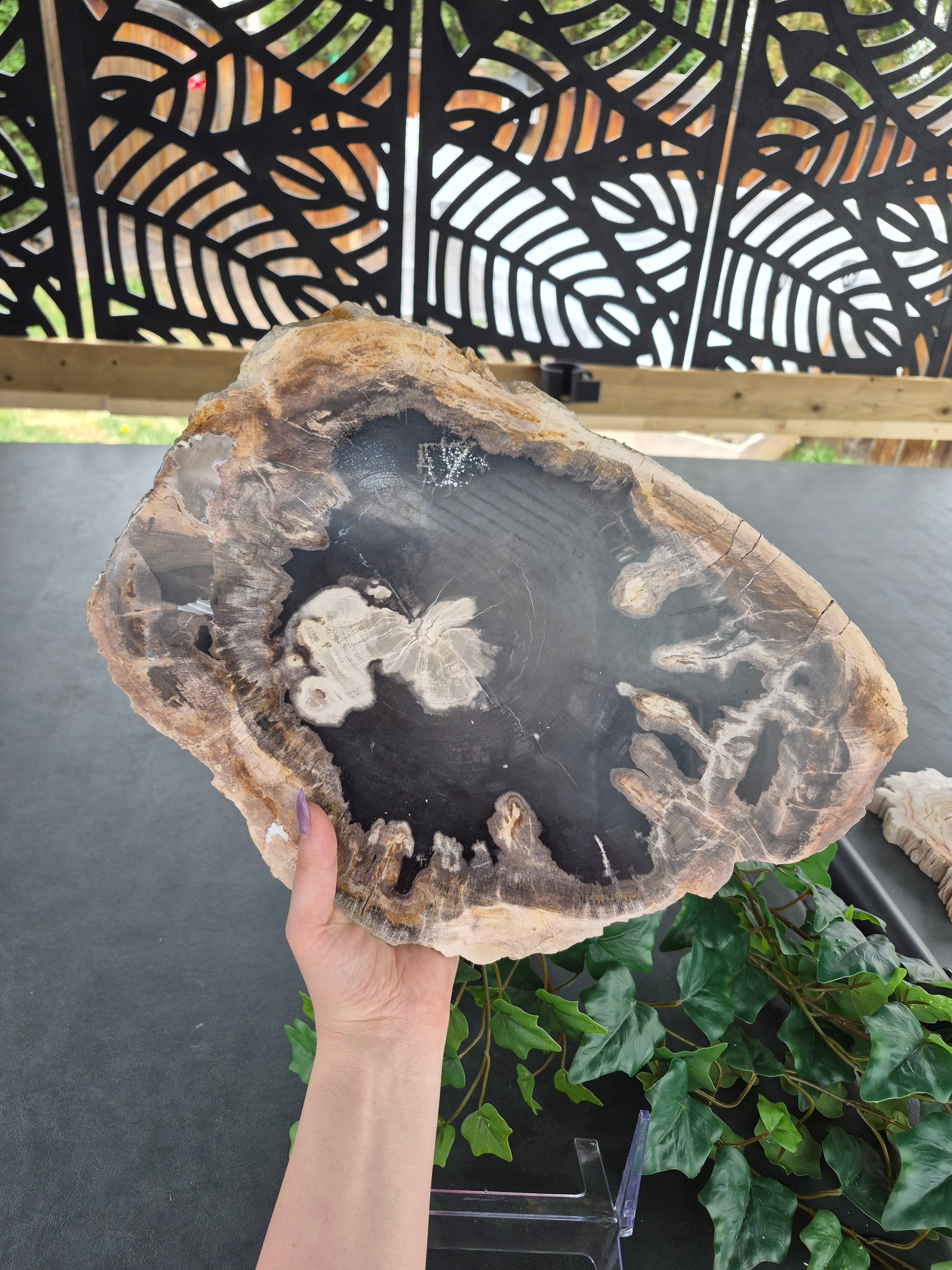 PETRIFIED WOOD SLAB #1
