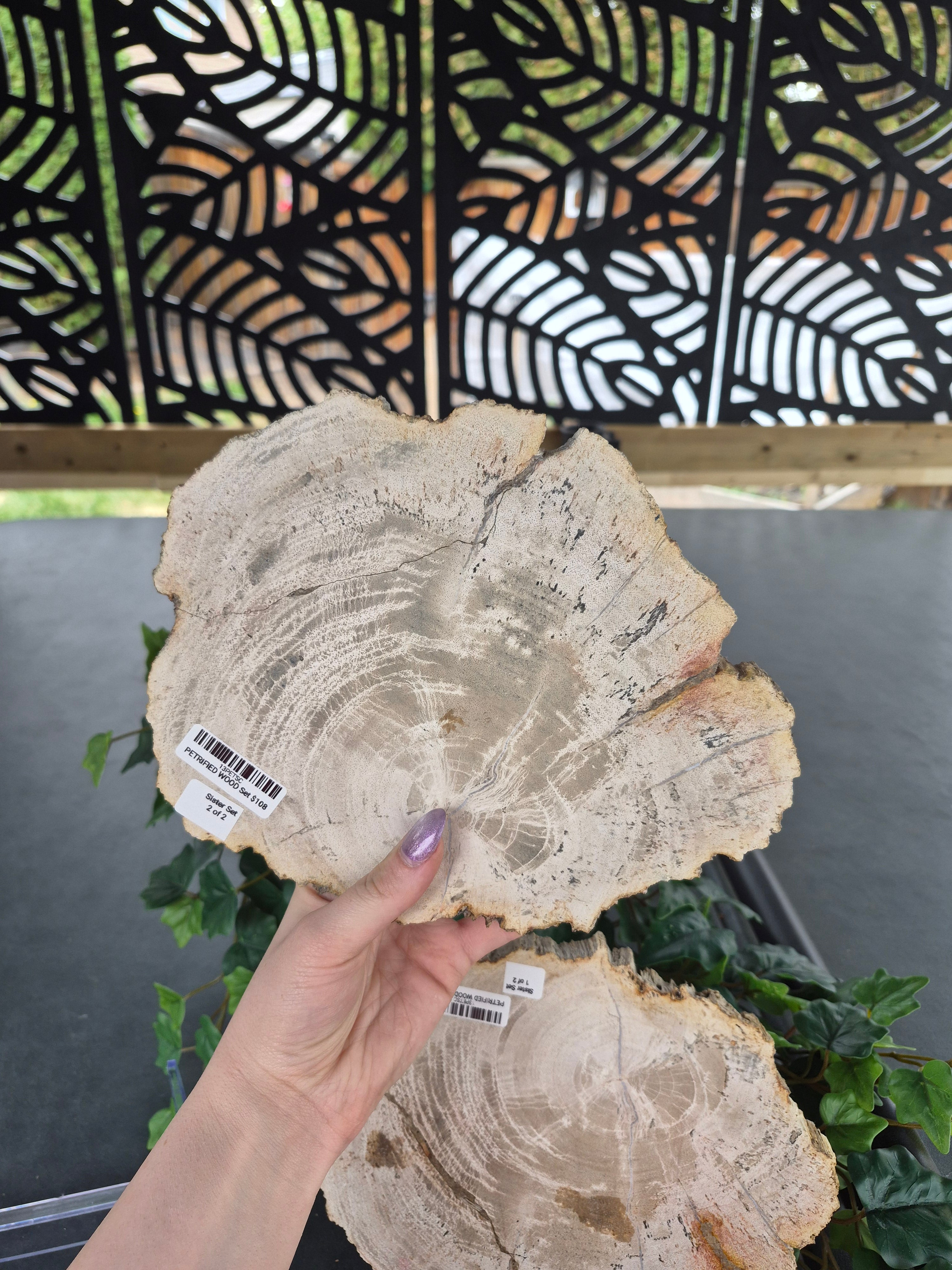 PETRIFIED WOOD SLAB SISTERS #13