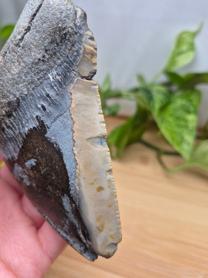 MEGALODON TOOTH XL