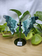 MOSS AGATE BUTTERFLY WINGS