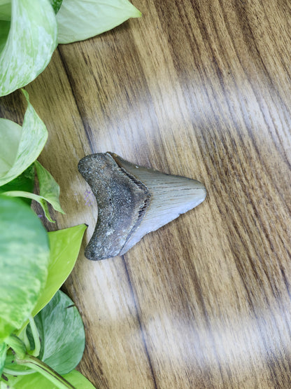 MEGALADON TOOTH