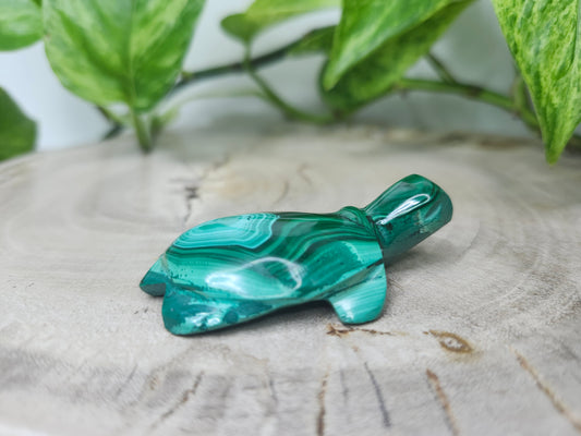 MALACHITE TURTLE
